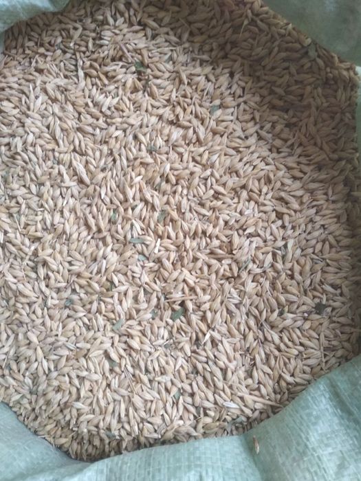 Makkajo’xori va arpa sotiladi