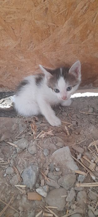 Отдам кошек 3 месяца в добрые руки 2 девочки