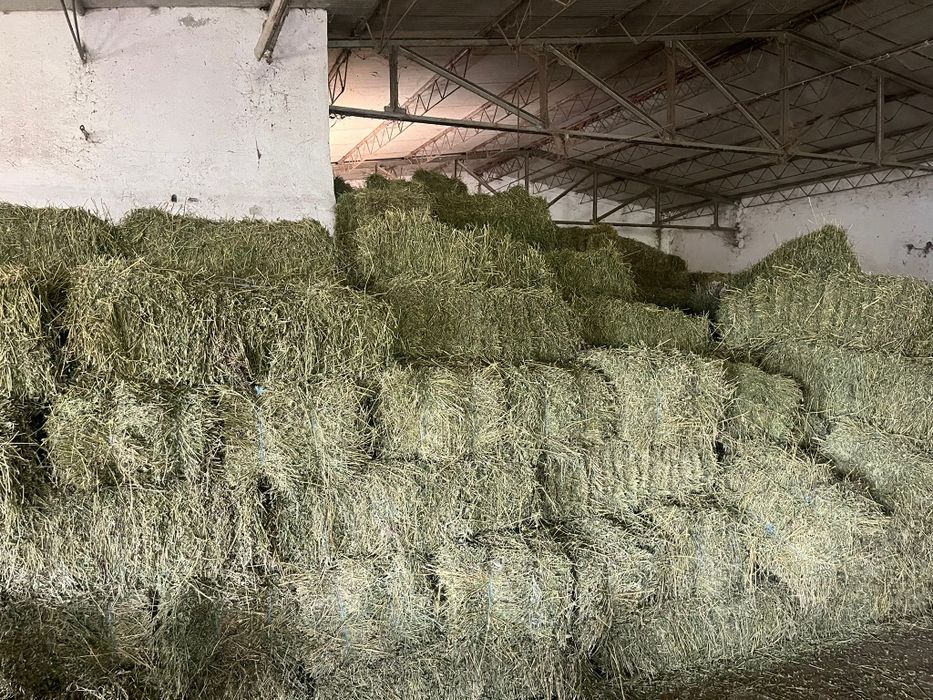 Vând baloți de lucernă