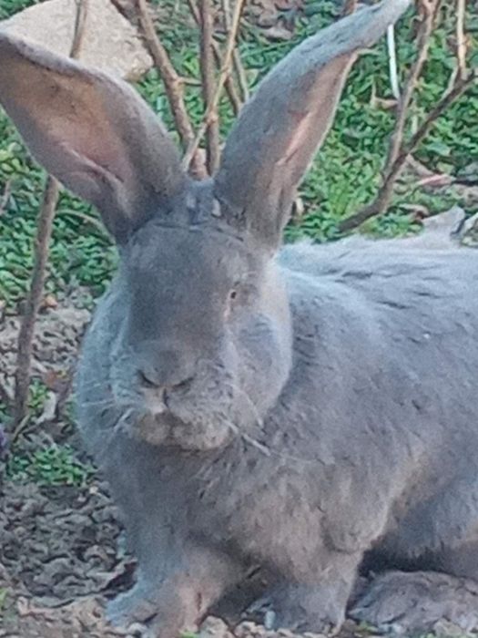 Зайци сини и черни немски гиганти,както и кочовати зайци.