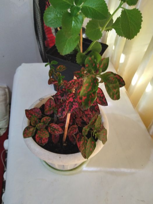 Комнатные цветы распродажа