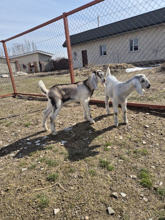 Козлята англонубийские.