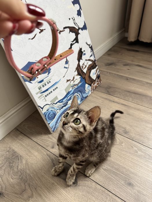 Бенгальский котенок