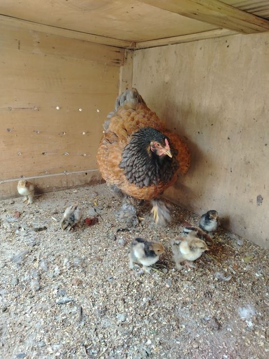 Brama Tuxumlari Sotuvda Zakas Xam Olaman