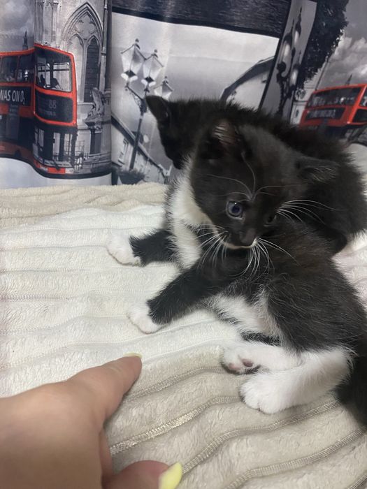 Отдам котят бесплатно