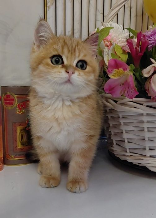 Золотая шиншилла табби
