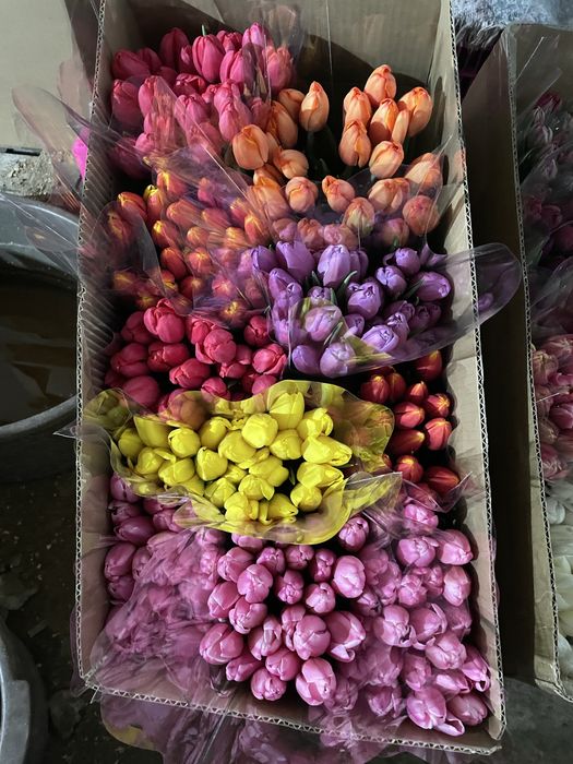 Тюльпаны к 8 марта