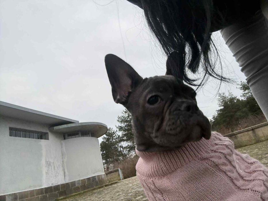 Френски булдог blue