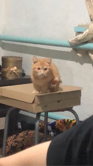 Отдам кошку и котенка