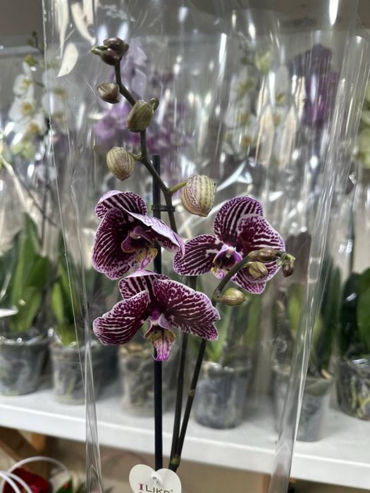 Роскошные орхидеи — живое украшение вашего дома