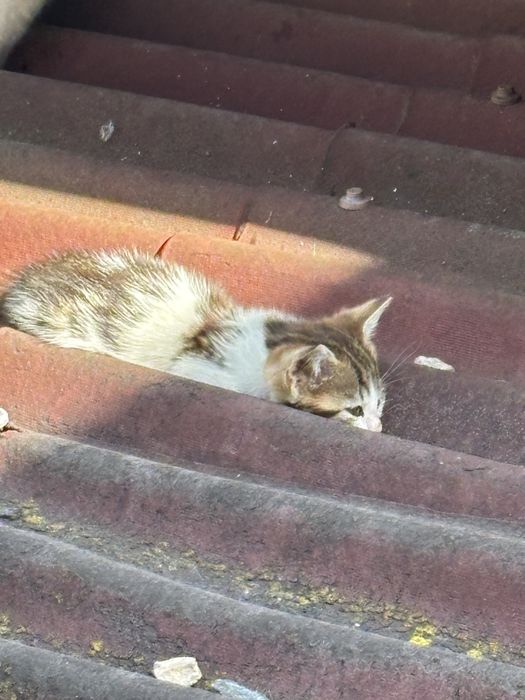 Подарявам малки котенце