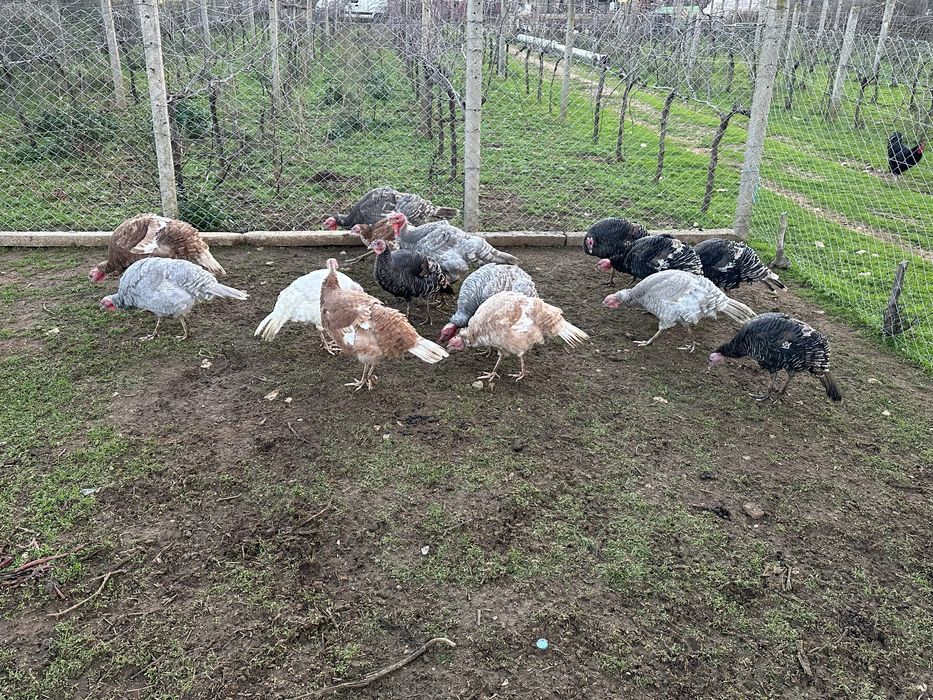 Продавам 10 пуйки!