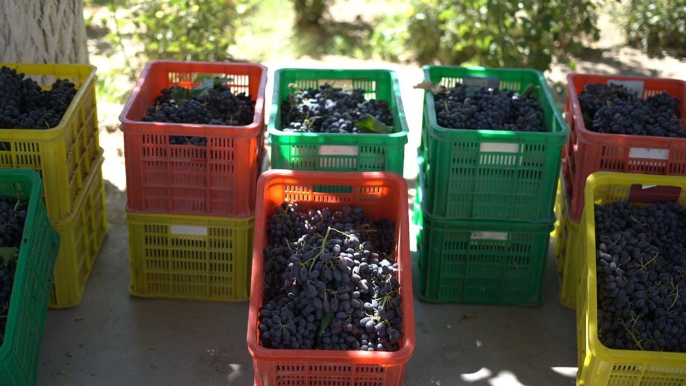 Qora kishmish va gigant uzum ko'chatlari