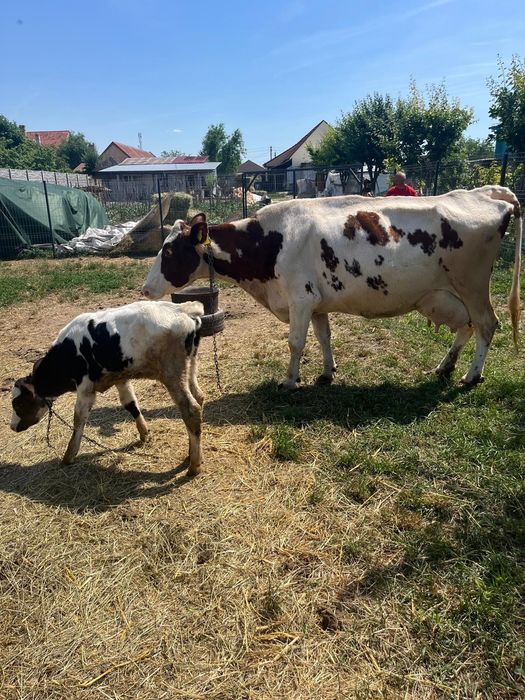 Red Holstein de vânzare