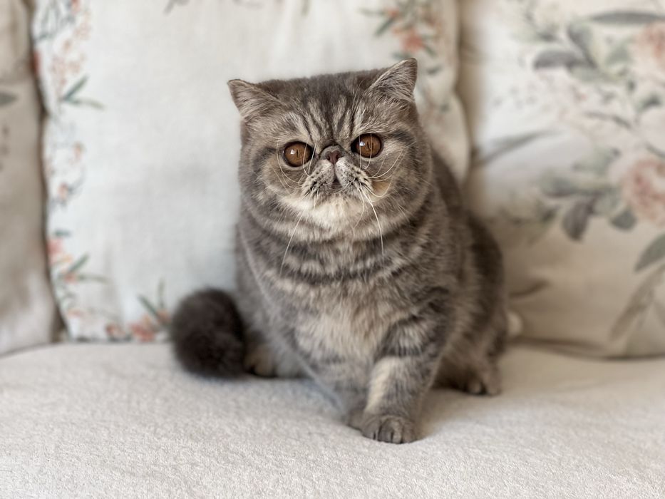 Женско екзотично късокосместо чистопородно коте