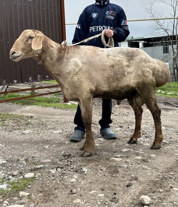 Қошқар сатылады , племенной баран