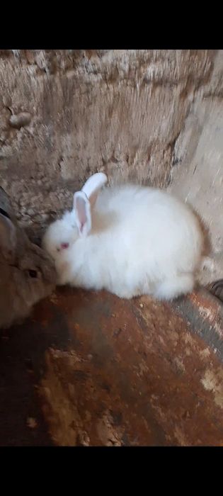 Парода. Ангорка.