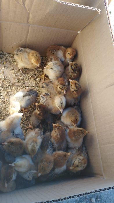 Продаются циплята кученский!