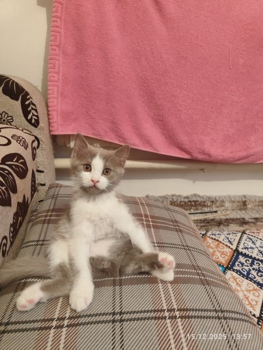 Ищу дом на постоянно