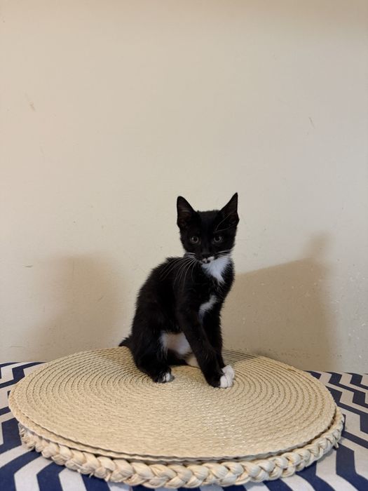 Котенца търсещи дом