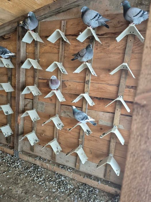 Odihnitoare porumbei