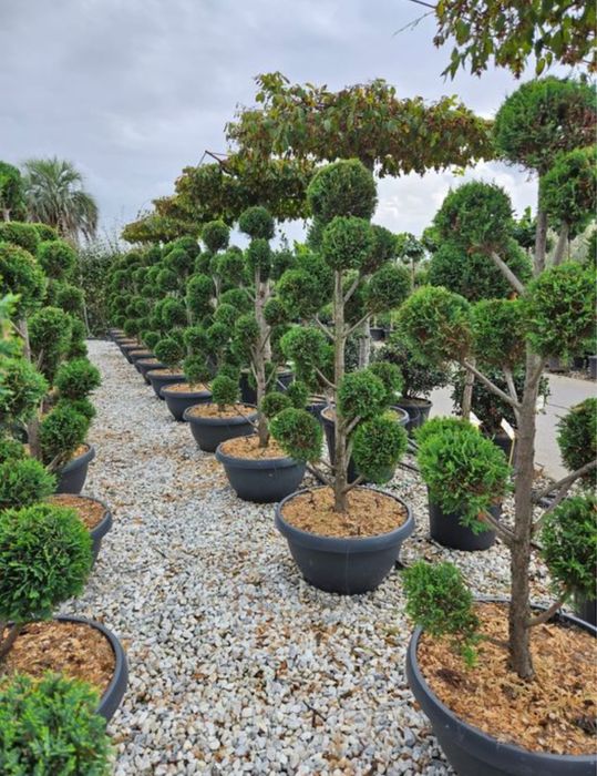 Pepeniera plante ornamentale