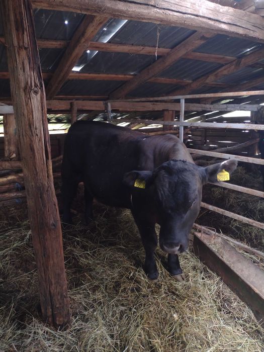 Vând tauri Angus