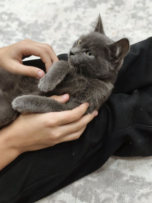 Отдам котенка в добрые руки