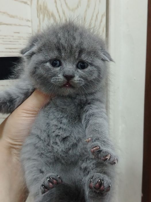 Skotish fold mushukcha