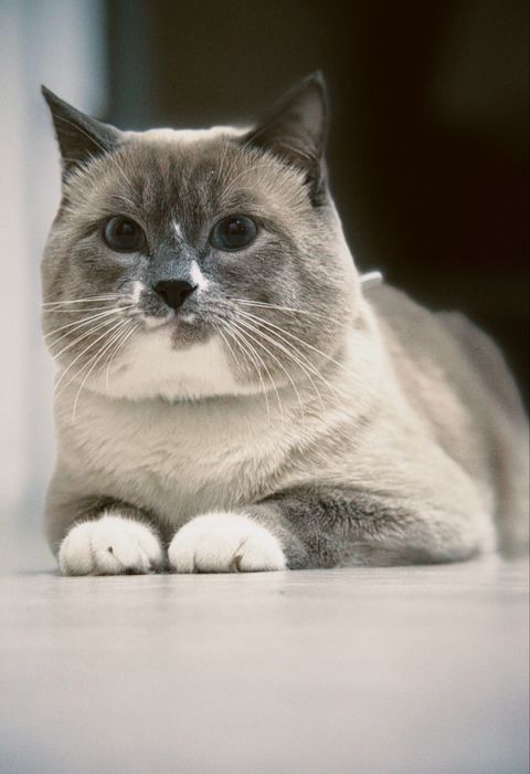 Продаётся сиамский кот