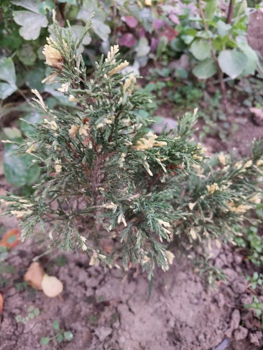 Продам кустарники