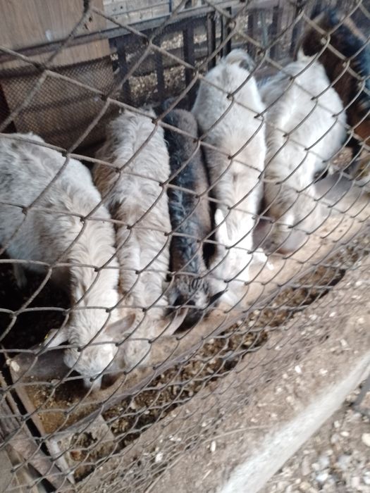 Козы дойные двух-трёх лет