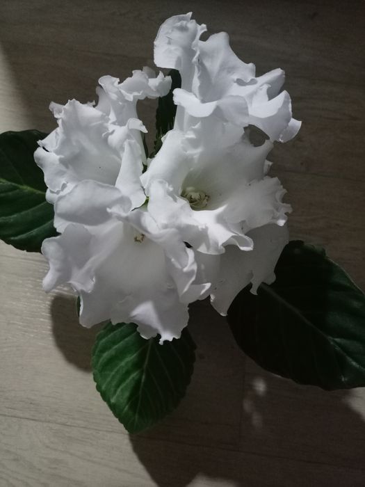 Продам глоксинии .