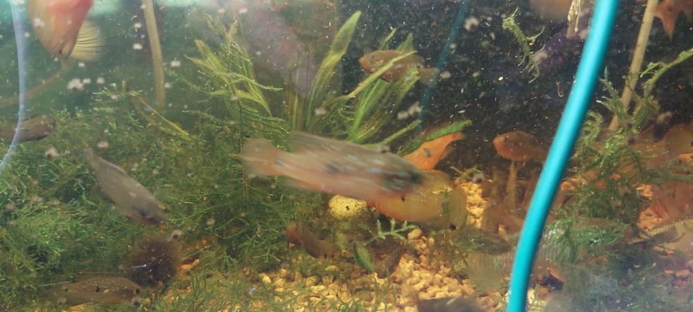 Продам хромисы красавцы