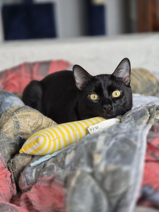 Pui de pisica, 7 luni, adoptie pisici