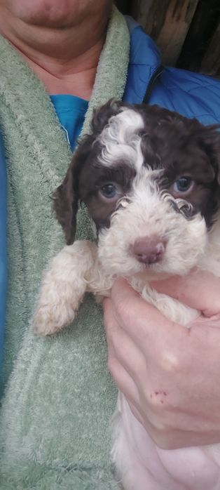 Lagotto romagnolo fetita