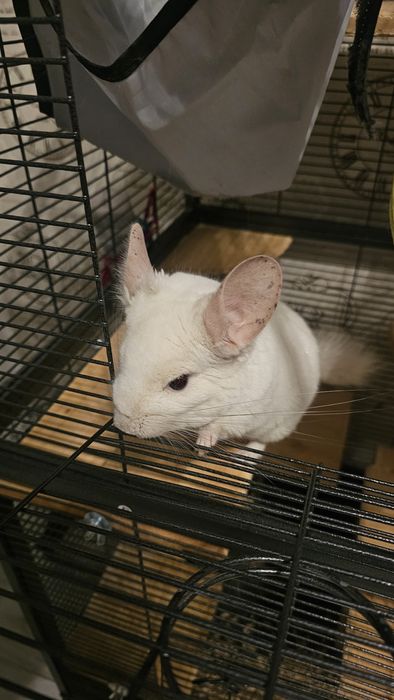 Vand Chinchilla albă
