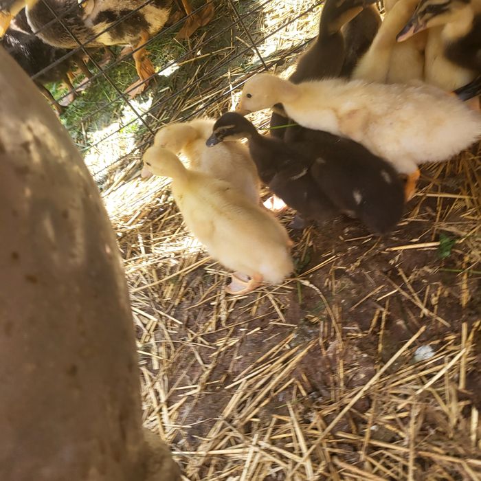 Puișori de rață de diferite vîrste vrea să zbore.