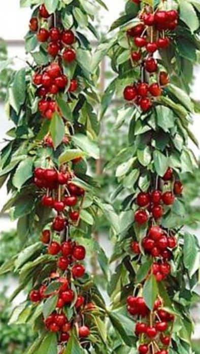 Pomi fructiferi columnari