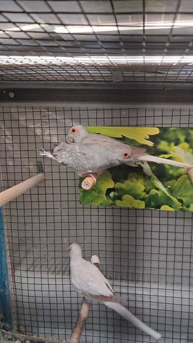 Turturele diamant masculi 2024/2025