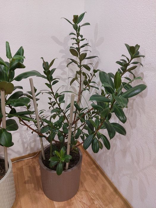 Продам фикусы 2 шт.
