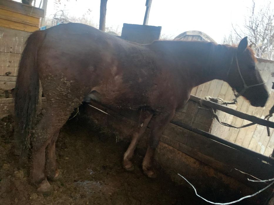 Лошадь, жеребец,