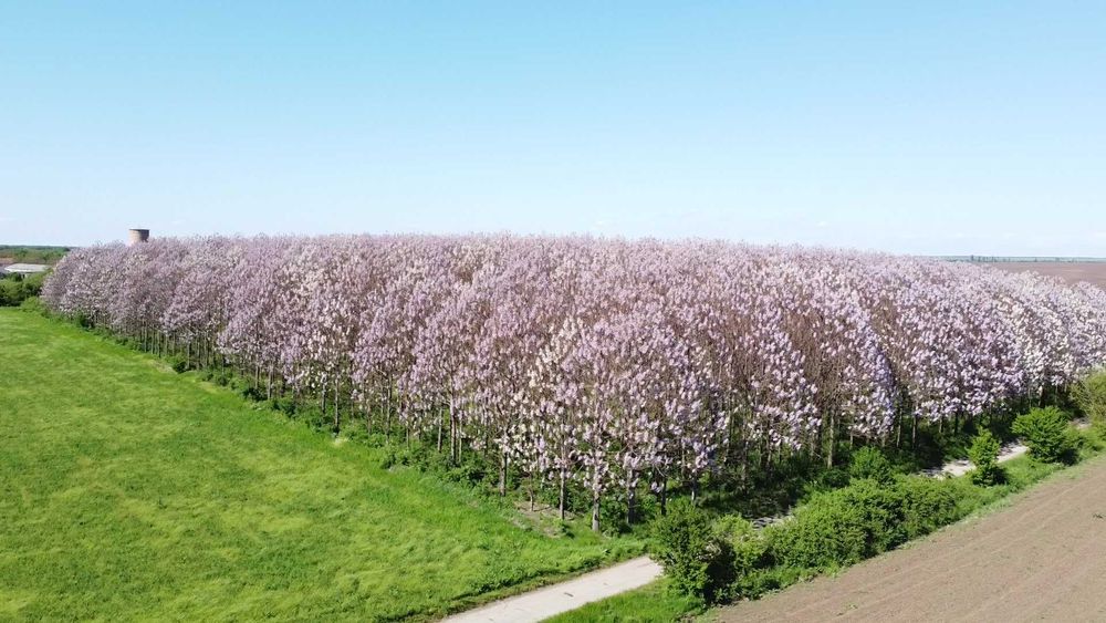 Пауловния БГ ООД   фиданки Shan Tong – промо пакети и коренови резници
