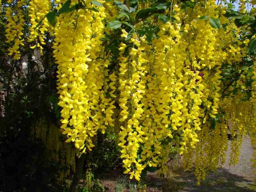 Златен дъжд (Laburnum anagyroides)