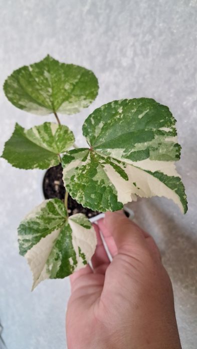 Комнатные цветы неприхотливые