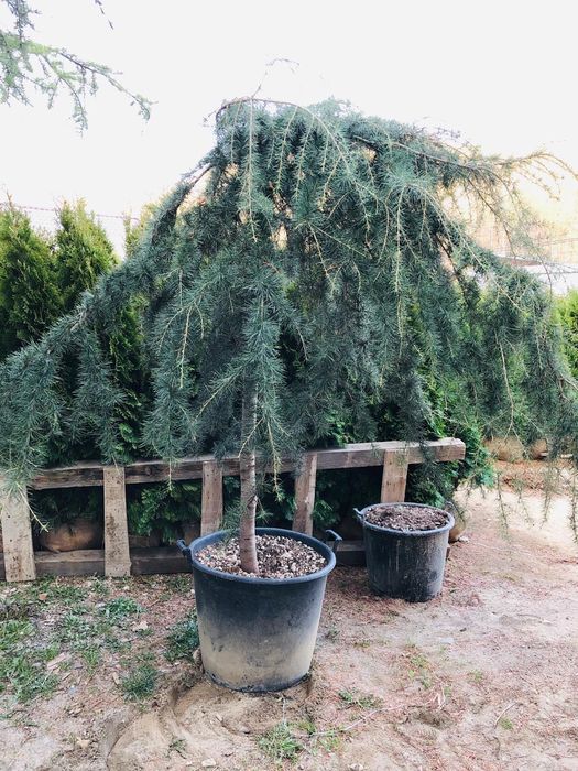 Tuia, ienupar tarator, pon pon, palmier, spiralata, cedru