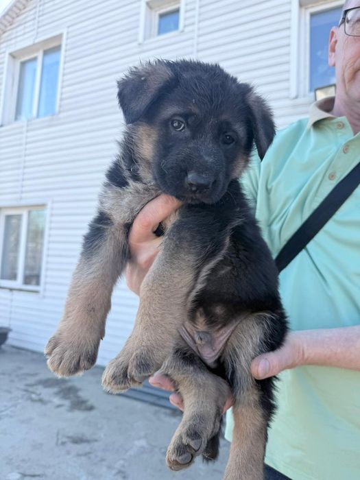 Щенки немецкой овчарки