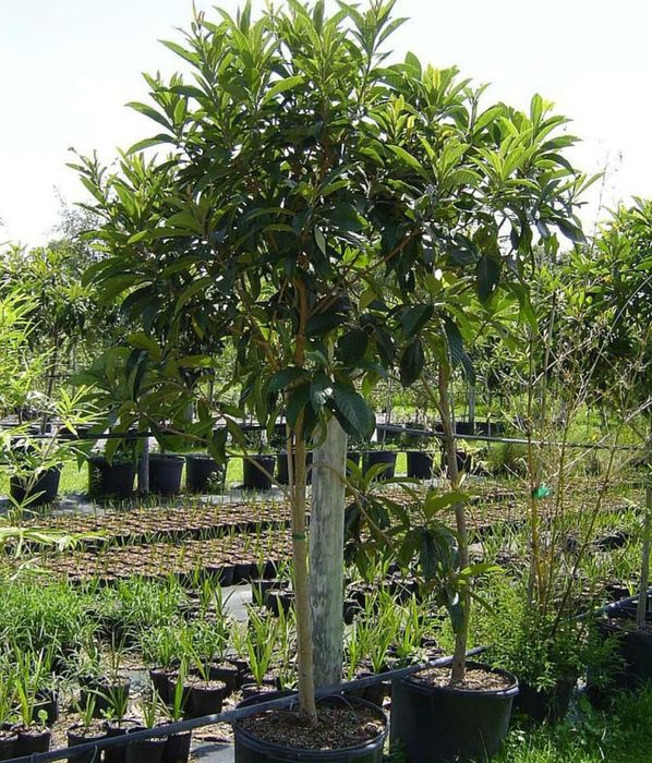 Продается Мушмула японская!