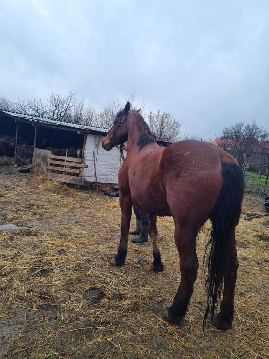 Vând iapă semi grea