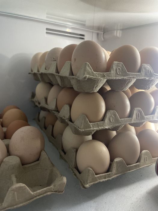 Oua de curte ,Isa Brown